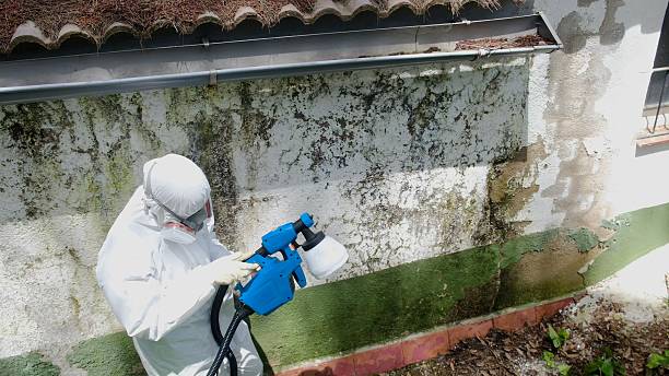 Top rated local Mold Testing specialists in Norfolk, VA